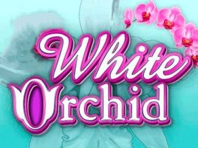 White Orchid